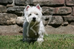 Terrier - West Highland White