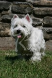 Terrier - West Highland White