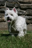 Terrier - West Highland White