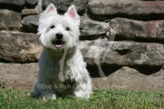 Terrier - West Highland White