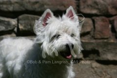 Terrier - West Highland White