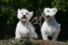 Terrier - West Highland White