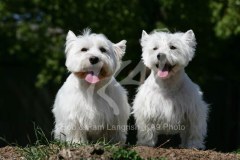 Terrier - West Highland White