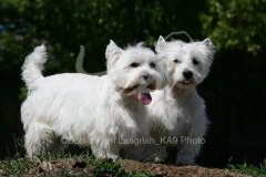 Terrier - West Highland White