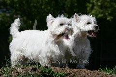 Terrier - West Highland White