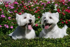 Terrier - West Highland White