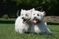 Terrier - West Highland White