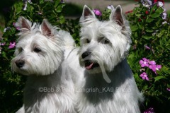 Terrier - West Highland White