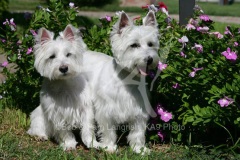 Terrier - West Highland White