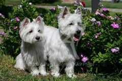 Terrier - West Highland White