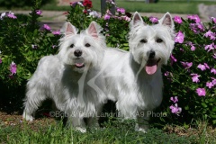 Terrier - West Highland White