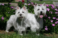 Terrier - West Highland White