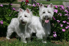 Terrier - West Highland White