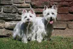 Terrier - West Highland White