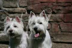 Terrier - West Highland White