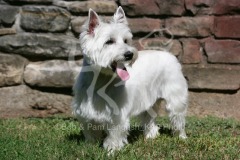 Terrier - West Highland White