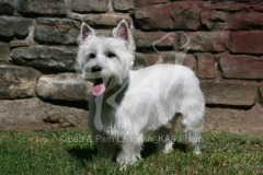 Terrier - West Highland White