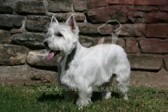 Terrier - West Highland White