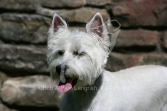 Terrier - West Highland White