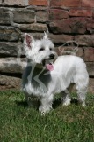 Terrier - West Highland White