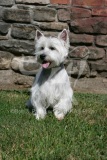 Terrier - West Highland White