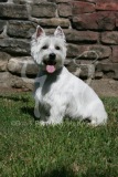 Terrier - West Highland White