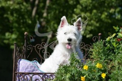 Terrier - West Highland White