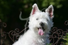 Terrier - West Highland White