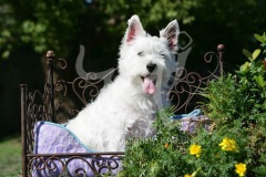 Terrier - West Highland White