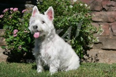 Terrier - West Highland White