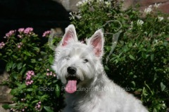 Terrier - West Highland White