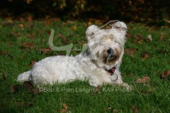 Terrier - West Highland White