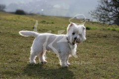 Terrier - West Highland White