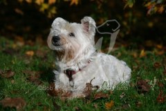 Terrier - West Highland White