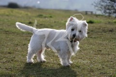 Terrier - West Highland White