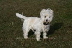 Terrier - West Highland White