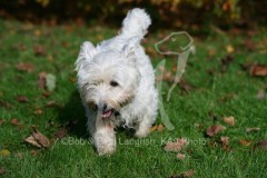 Terrier - West Highland White