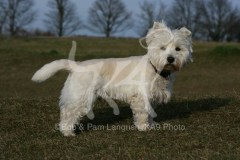 Terrier - West Highland White