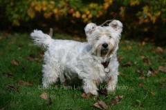 Terrier - West Highland White