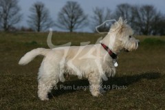 Terrier - West Highland White