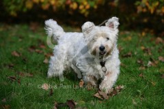 Terrier - West Highland White