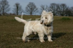 Terrier - West Highland White