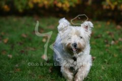 Terrier - West Highland White