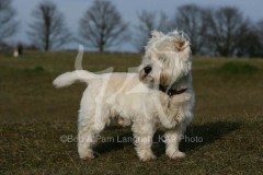 Terrier - West Highland White