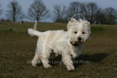 Terrier - West Highland White