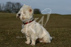 Terrier - West Highland White