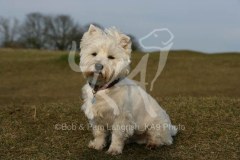 Terrier - West Highland White