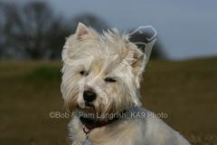 Terrier - West Highland White