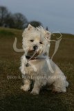 Terrier - West Highland White