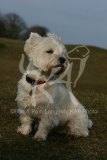 Terrier - West Highland White